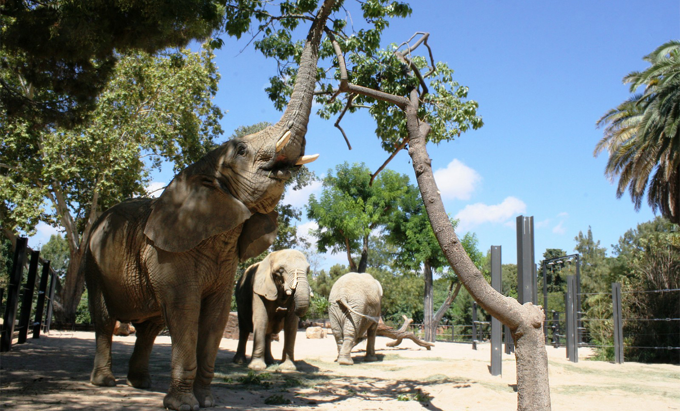 africano zoo