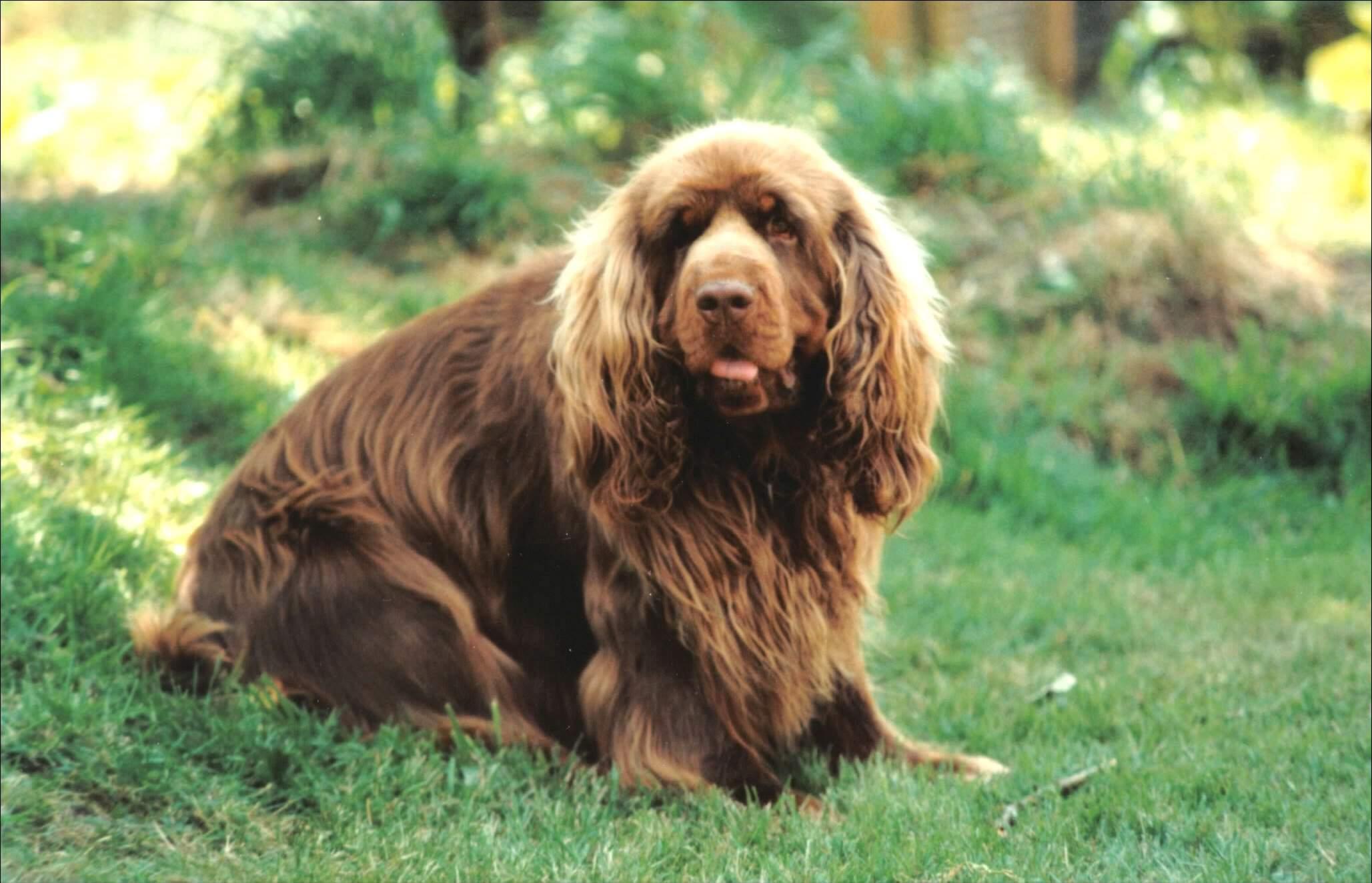 sussex spaniels for sale