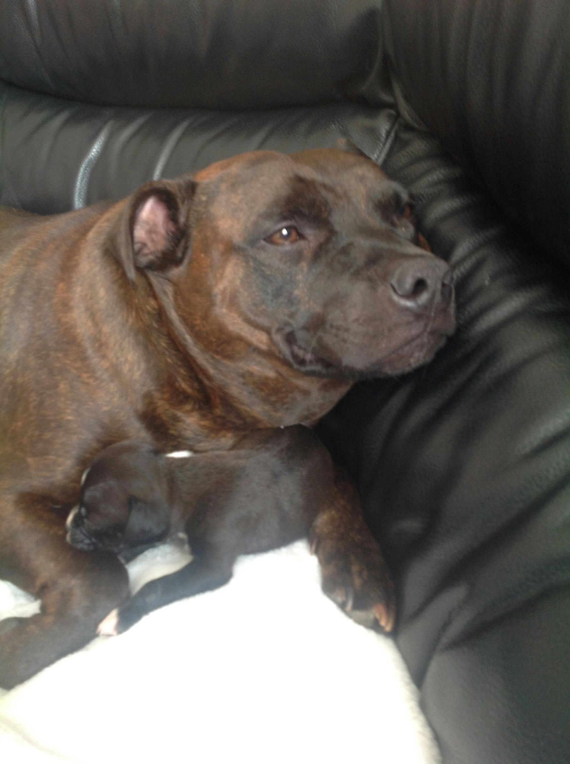 staffordshire bull terrier names male