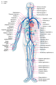 vein thesaurus