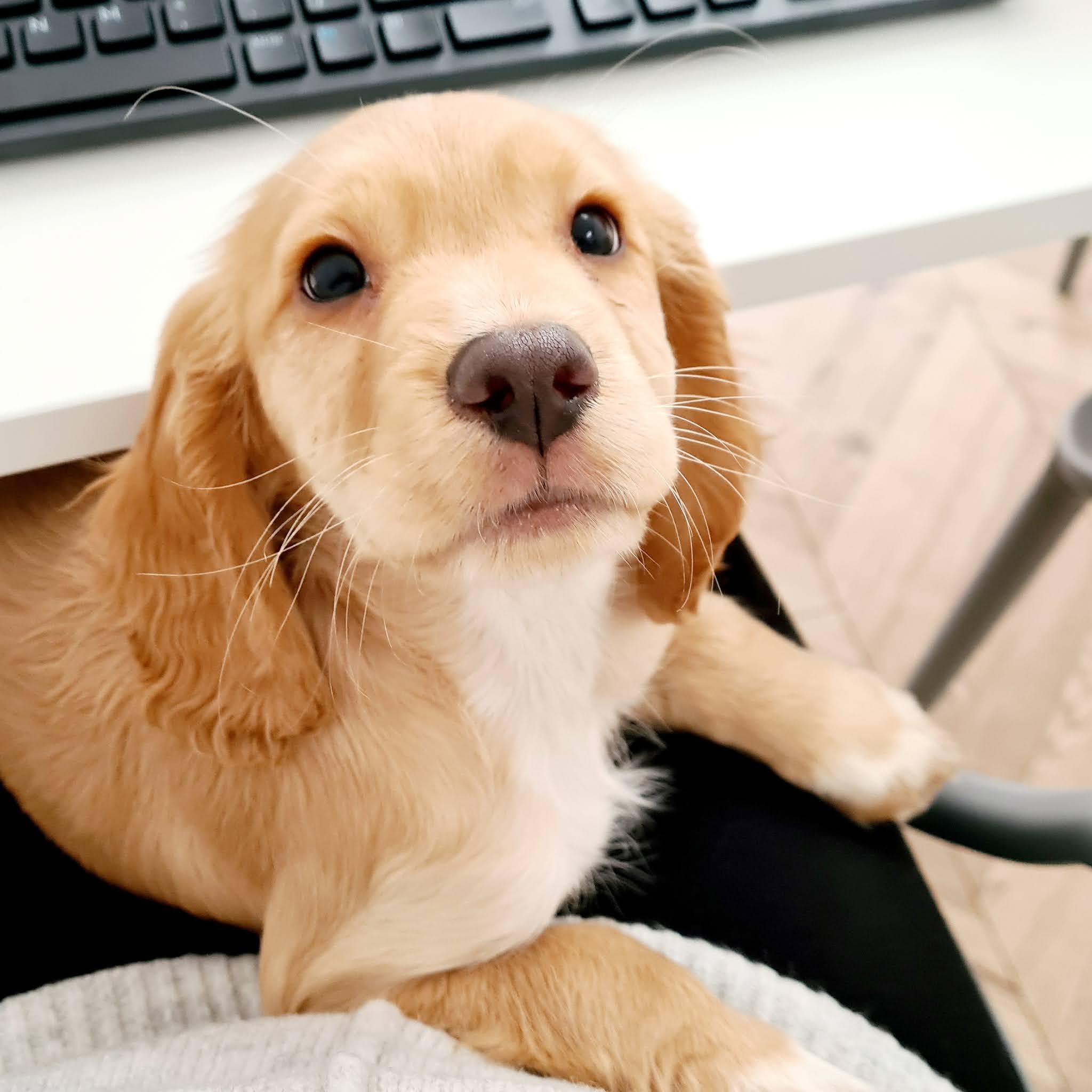 sproker spaniel puppies