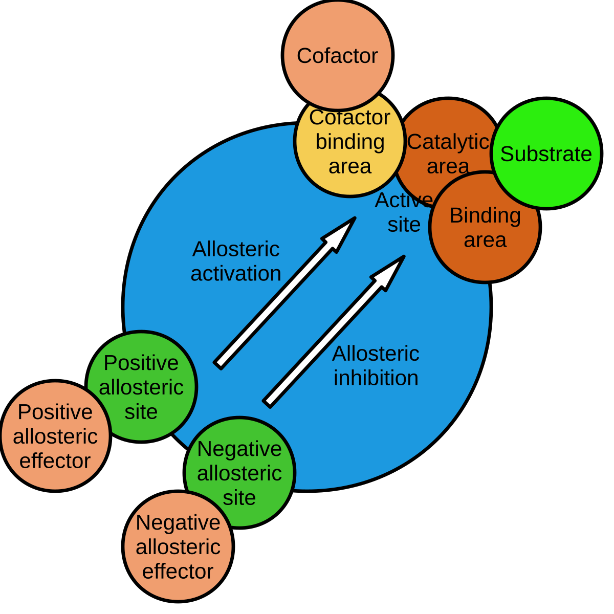 allosteric