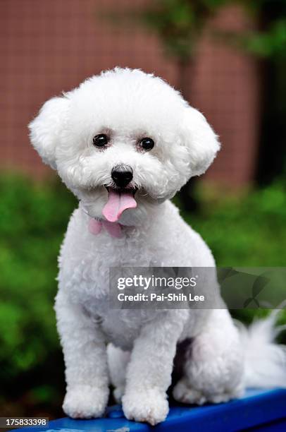 pics of bichon frise