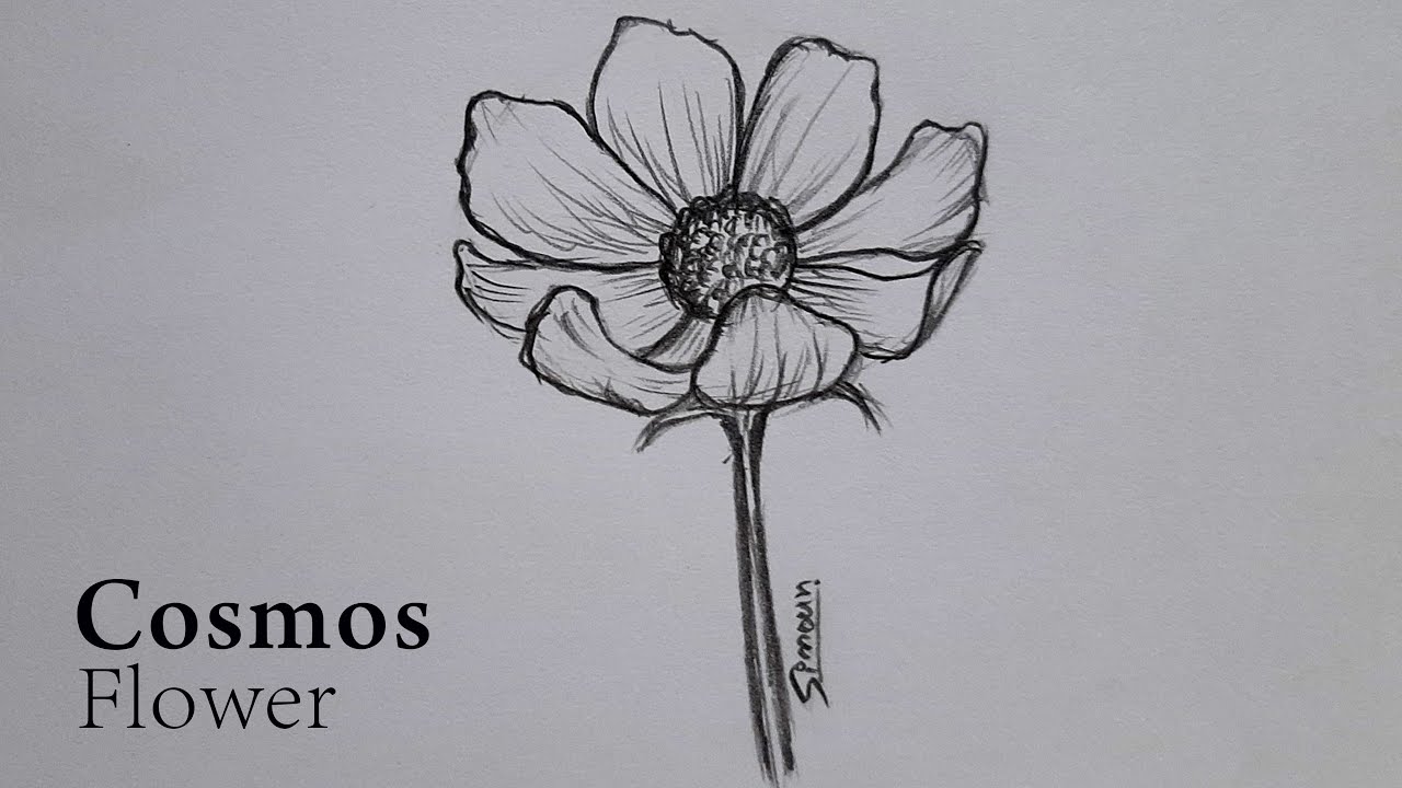 cosmos flower sketch