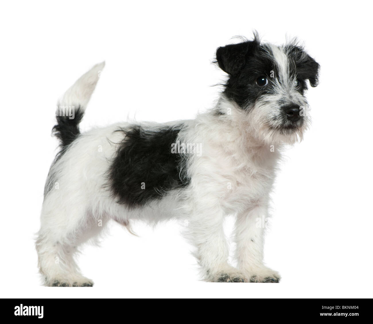 parson russell terrier black and white