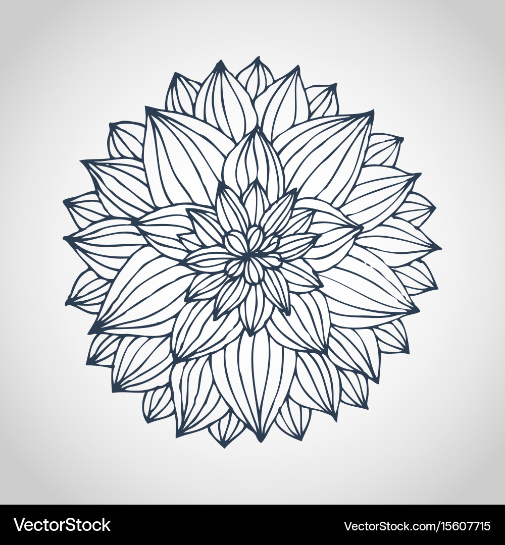 dahlia flower vector