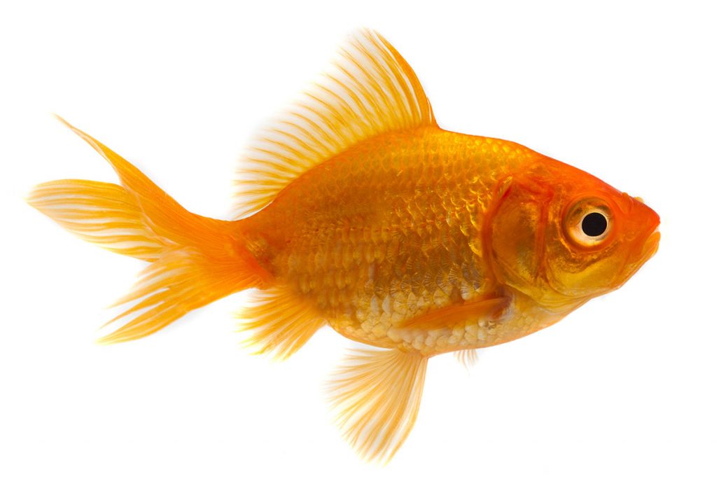 pic of a goldfish