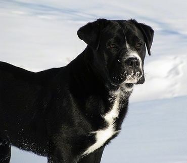 labrador bulldog mix