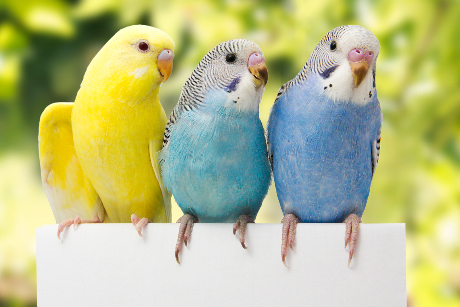 boy budgie names