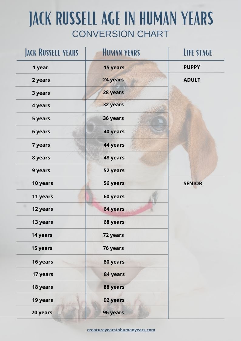 jack russell age chart