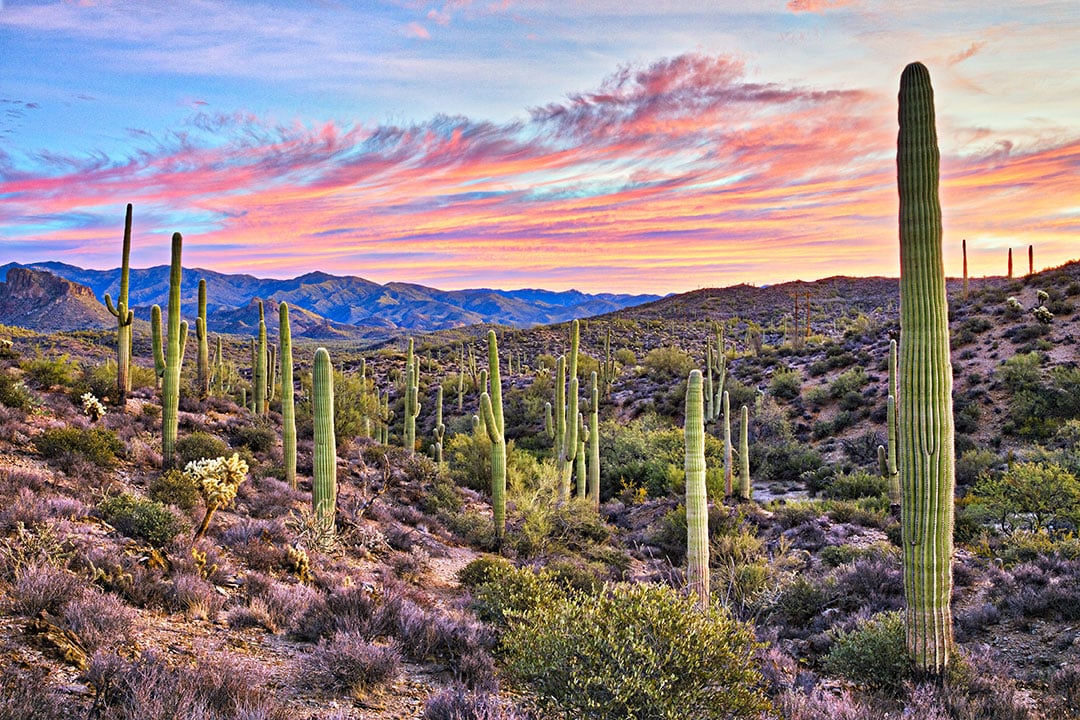 flights from great falls mt to phoenix az