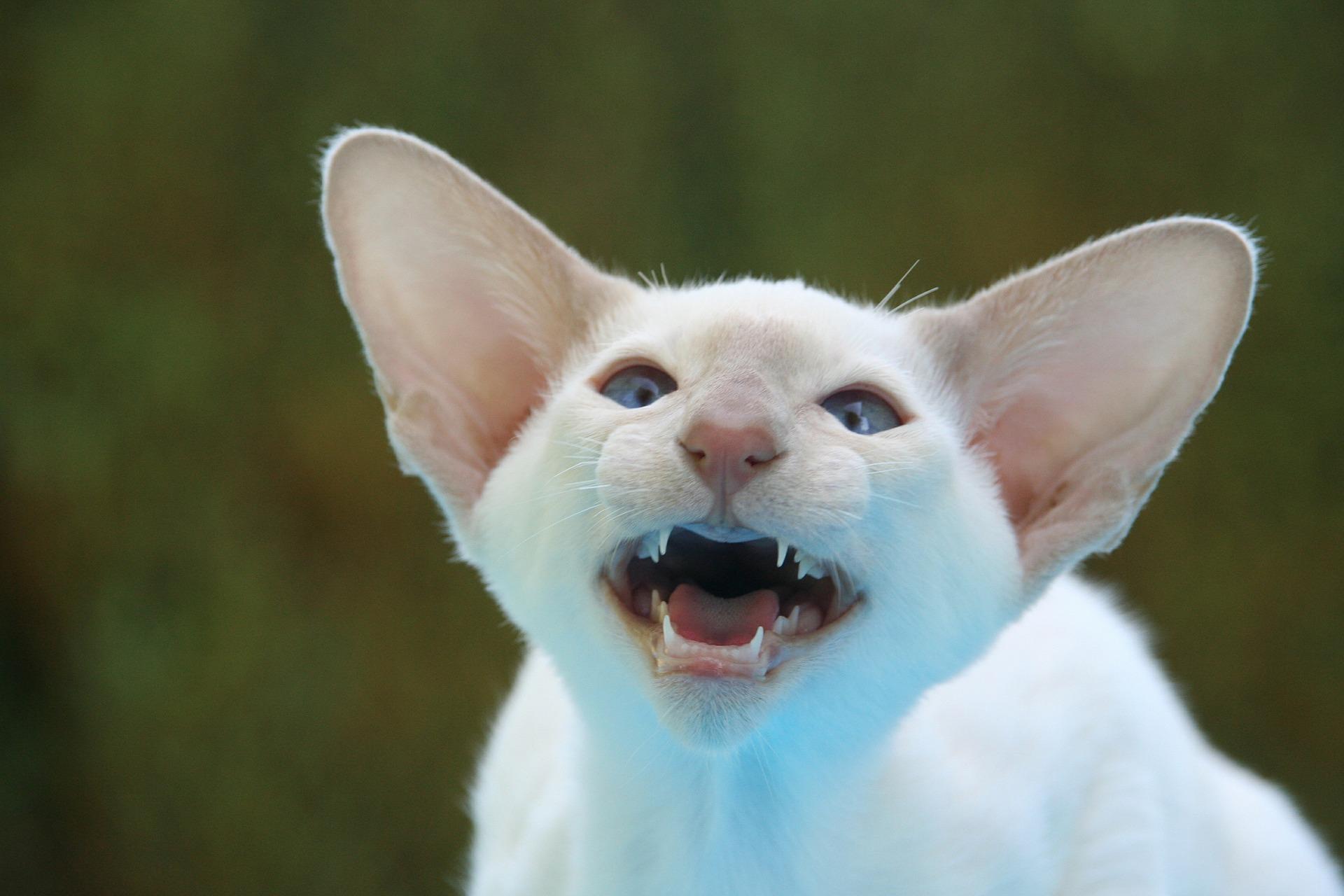 domestic cats with big ears