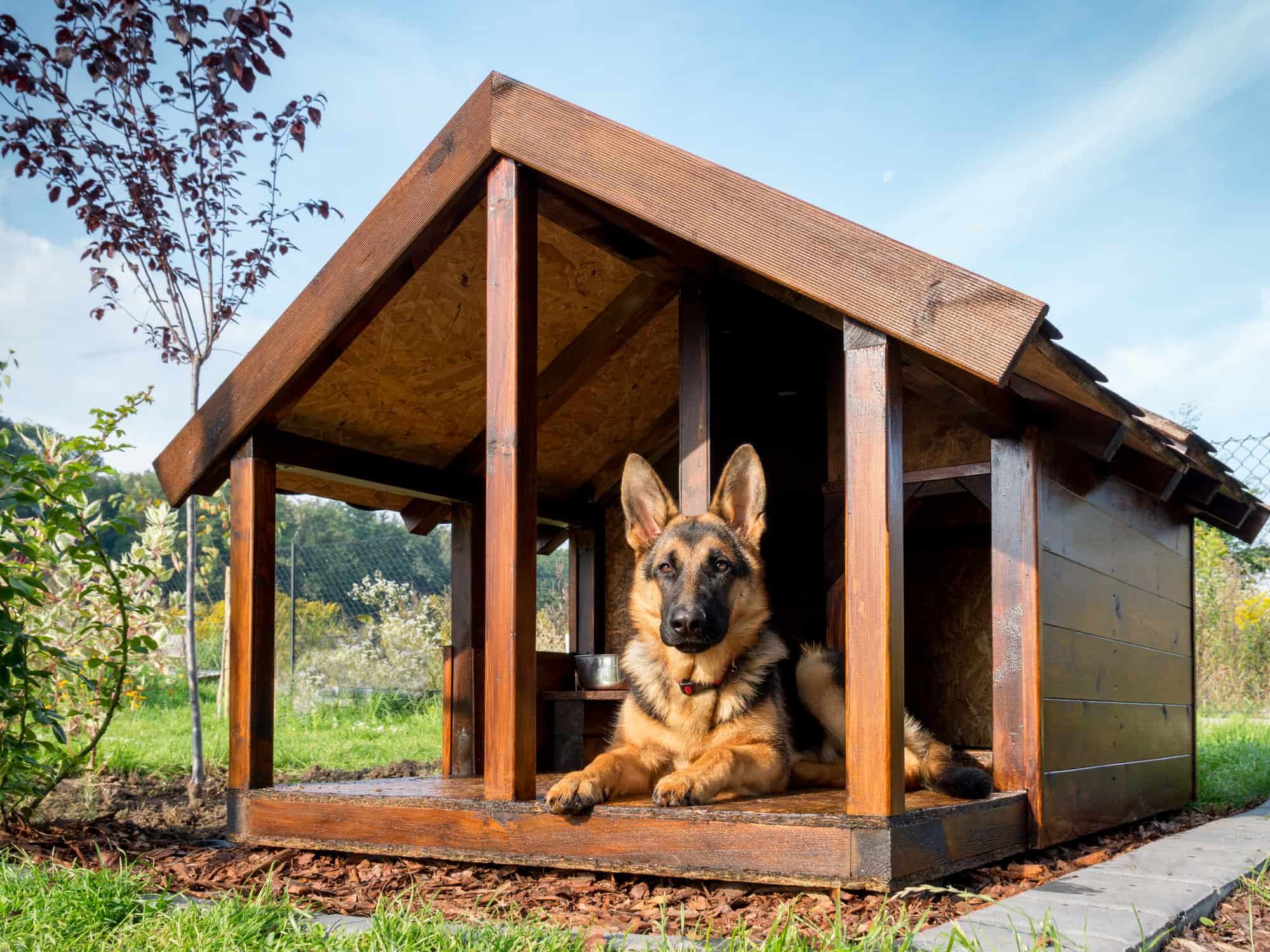 best dog house for large dogs