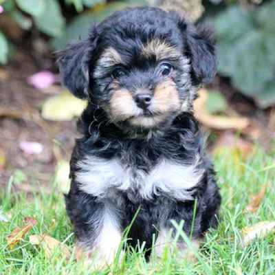 yorkiepoo puppies for sale near me