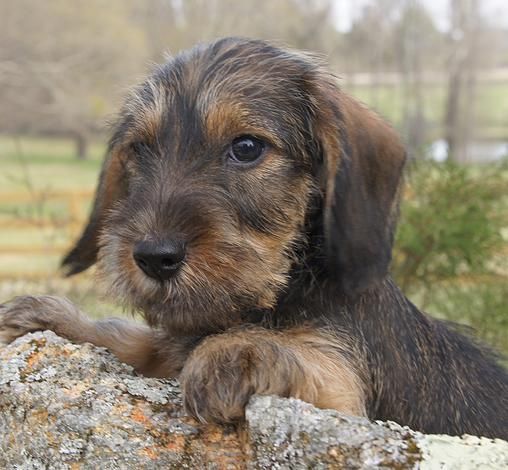 wire haired dachshund for sale