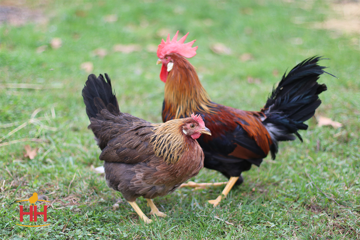 brown leghorn hen