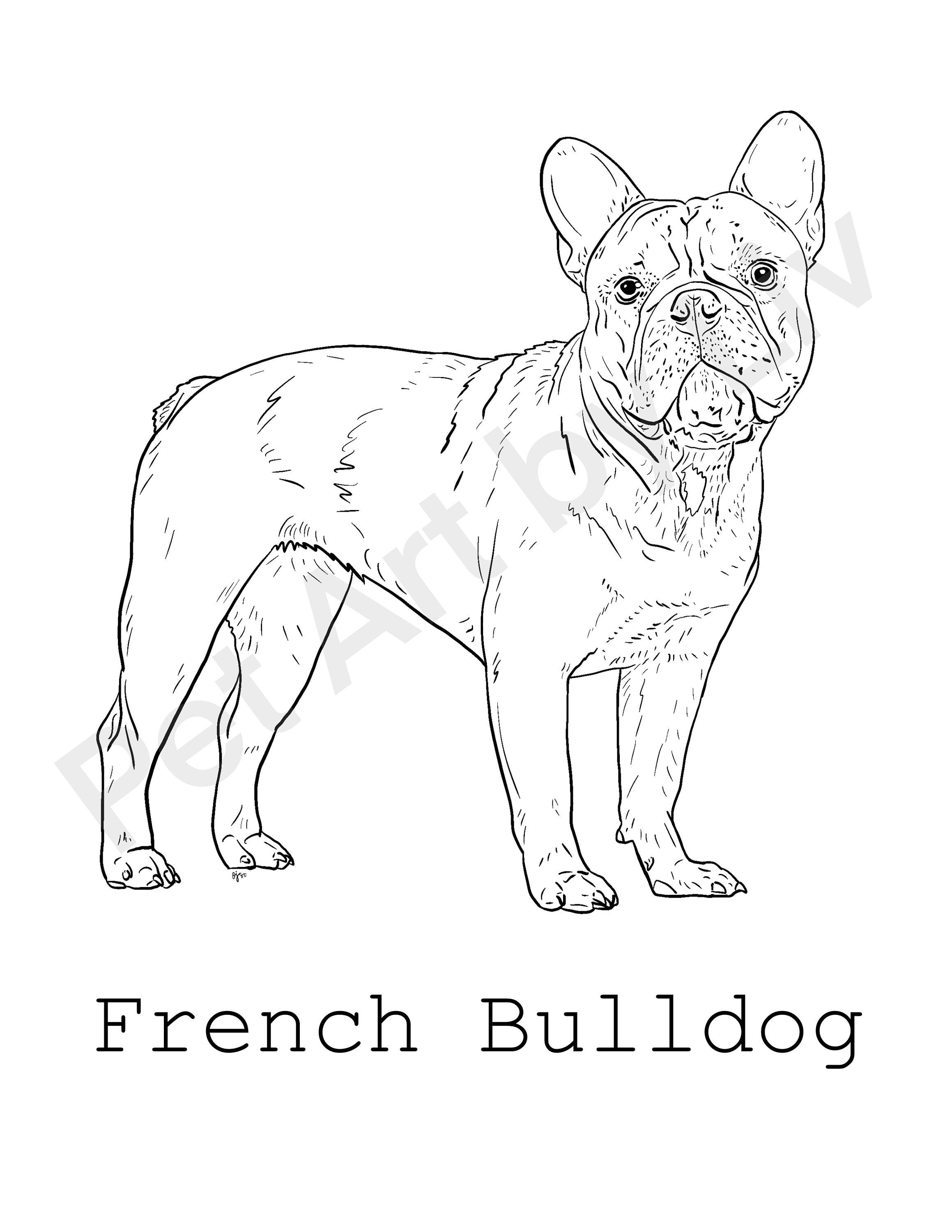 french bulldog coloring sheets