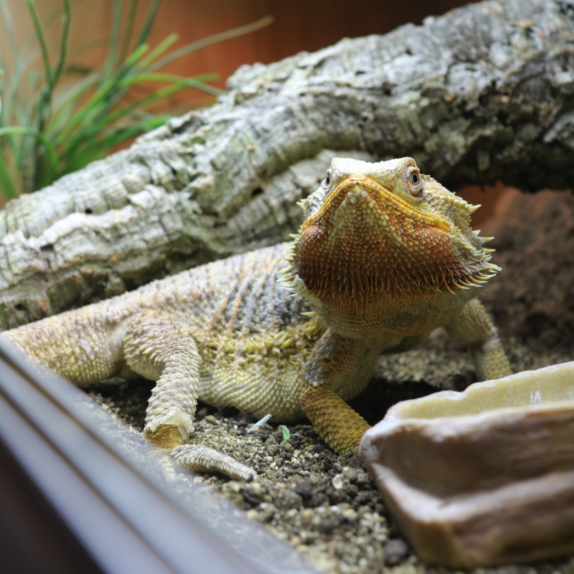 bearded dragons for sale uk