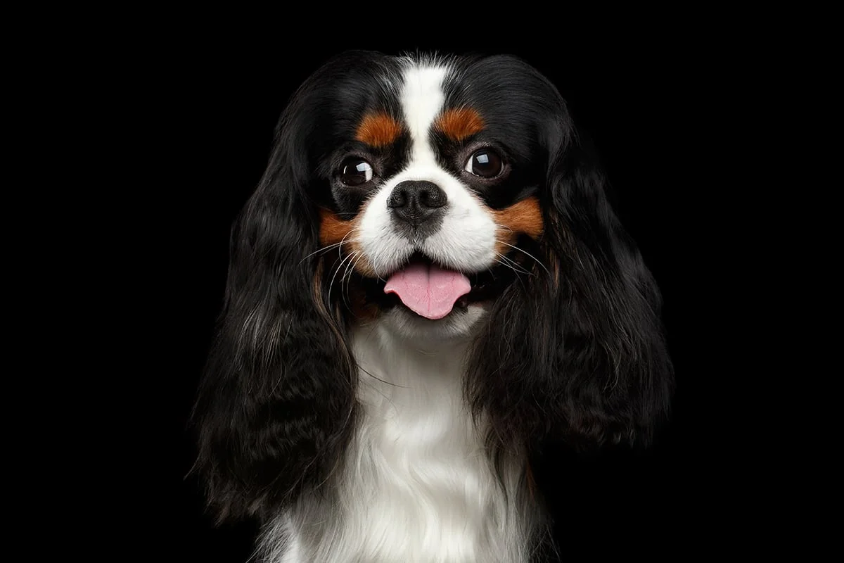 cavalier dog price