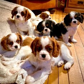 king charles springer spaniel puppies for sale