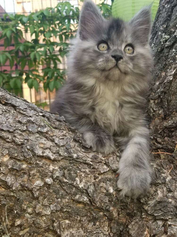 maine coon cat calgary