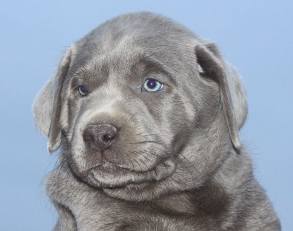 silver lab puppies for sale in wisconsin