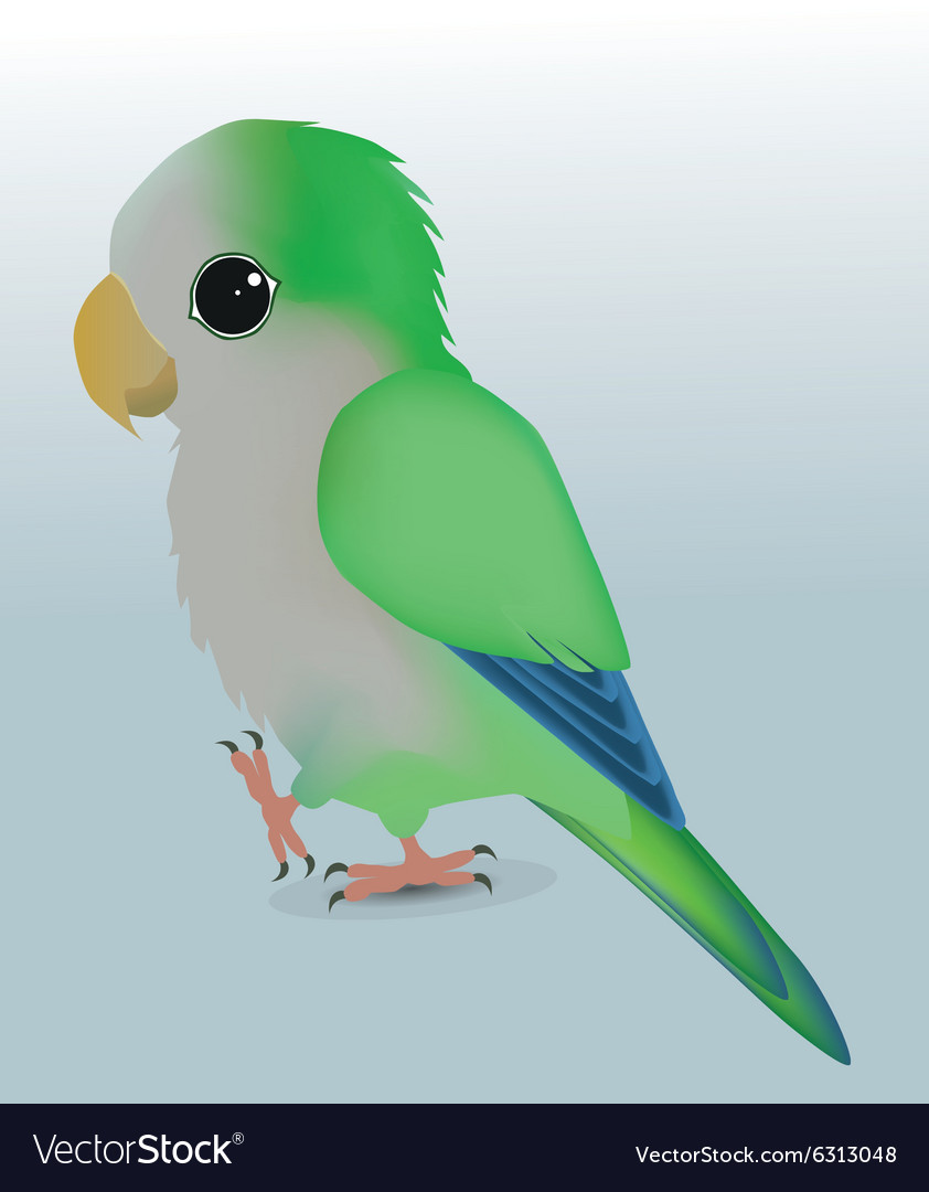 cute parrot images