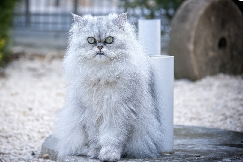 persian cat price