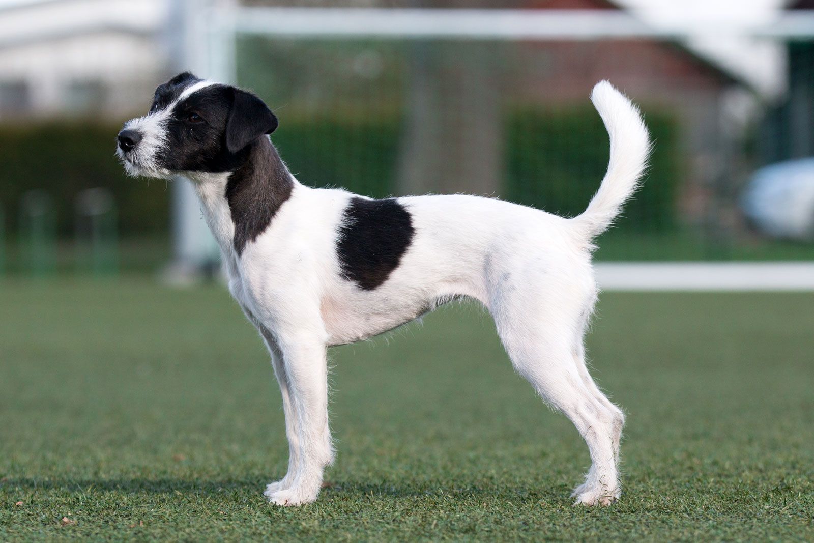 dog pictures jack russell terrier