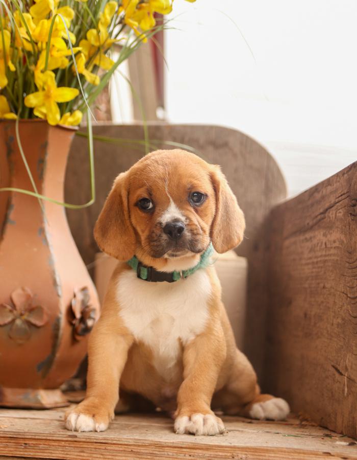 puggle dogs for sale