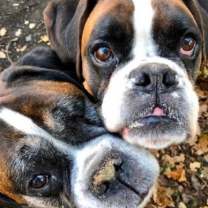 boxer puppies for sale in scotland