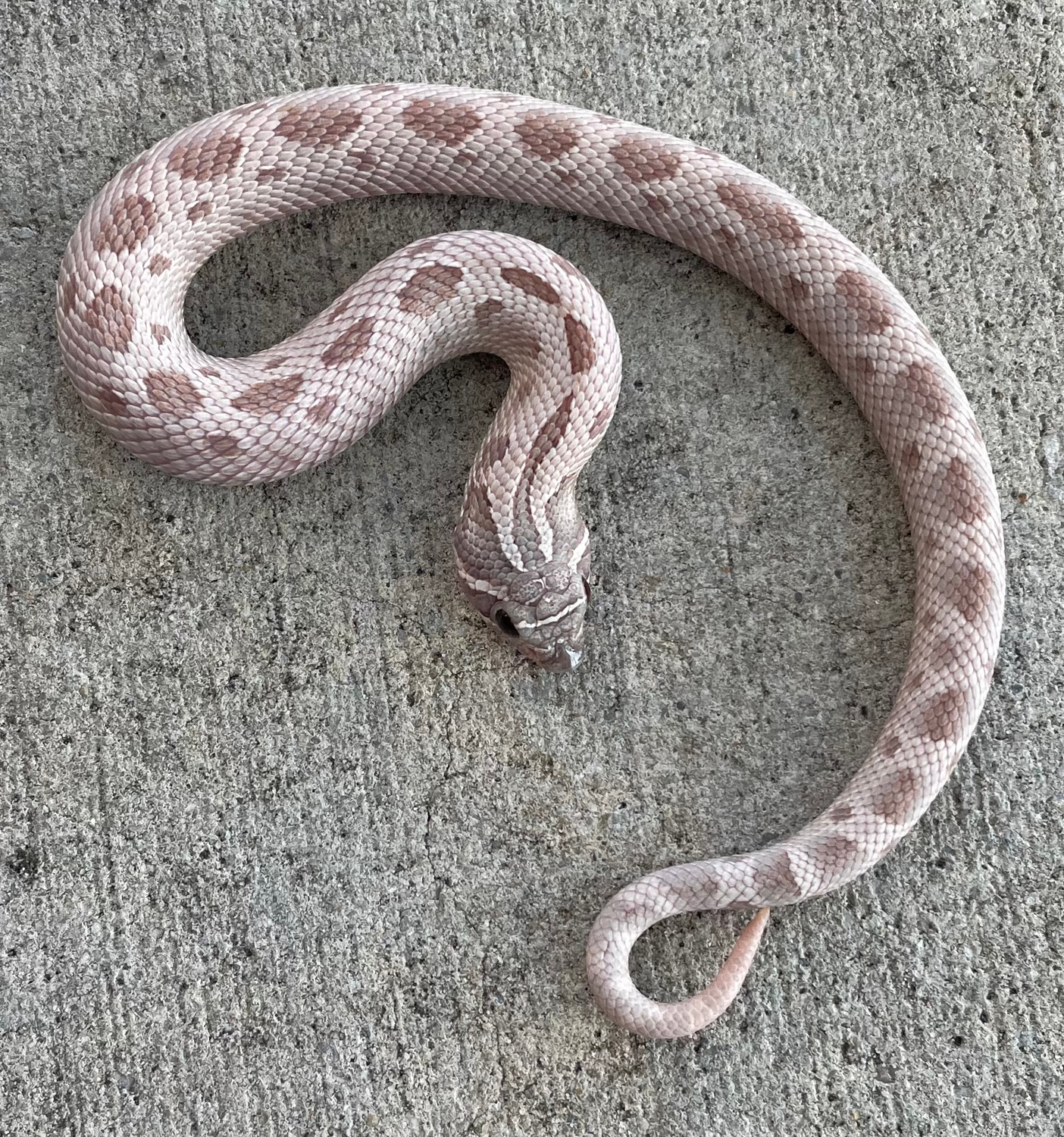 lavender hognose snake