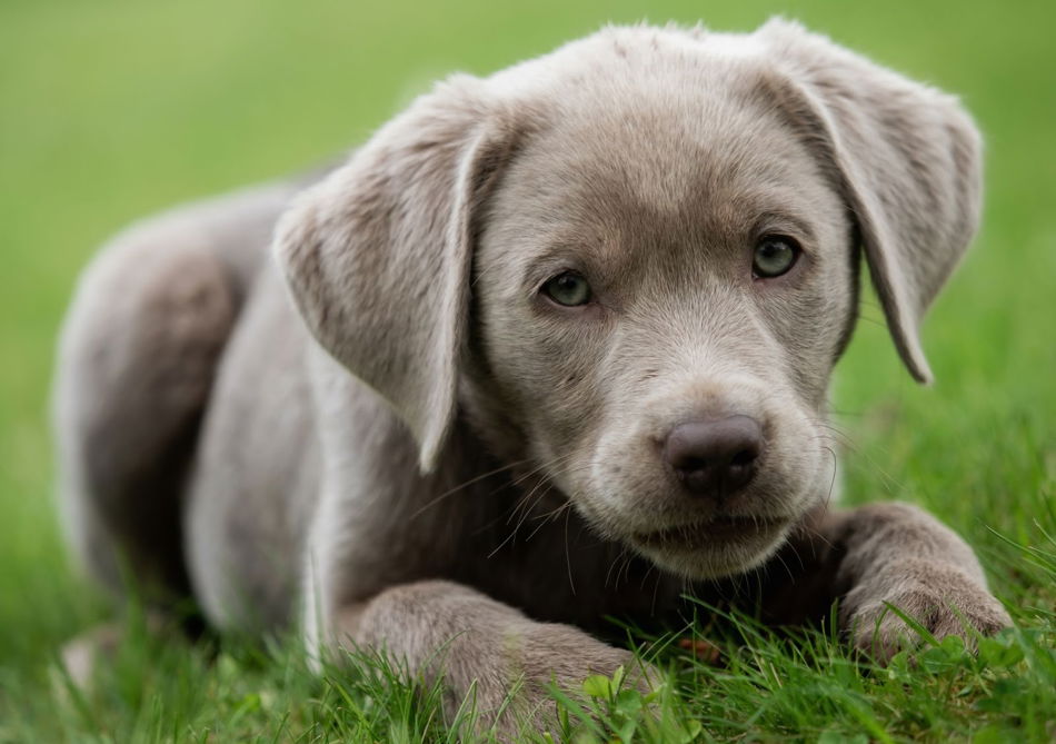 silver labrador retriever puppies