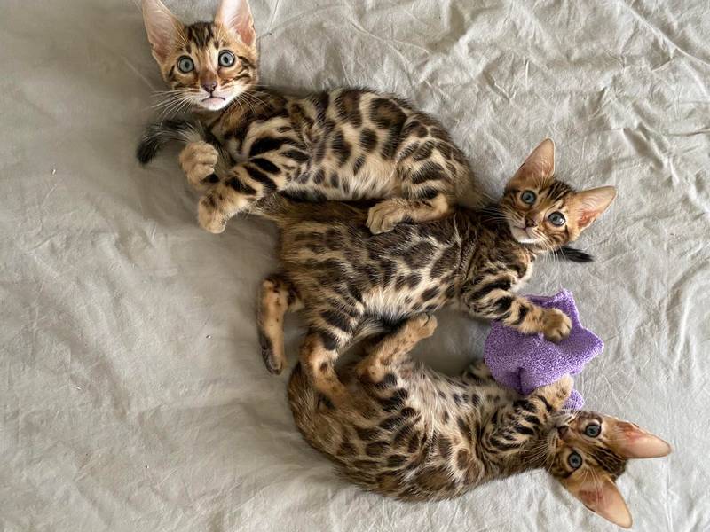 pictures of bengal kittens