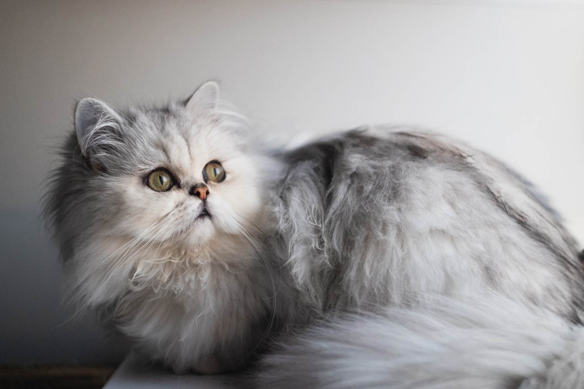 chinchilla persian