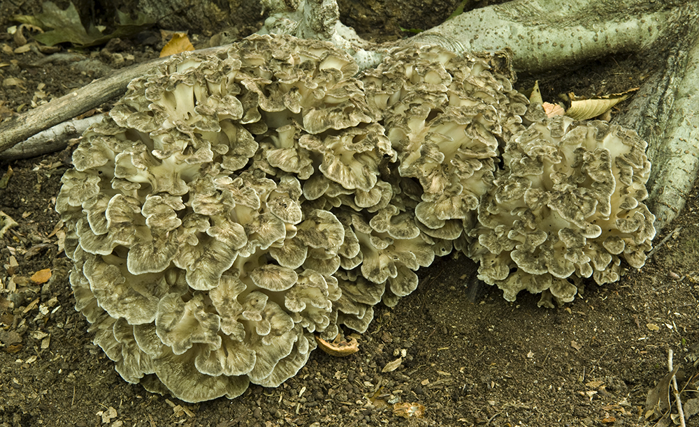 hen of the woods lookalike