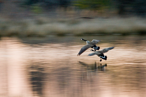 maryland duck season 2023-24