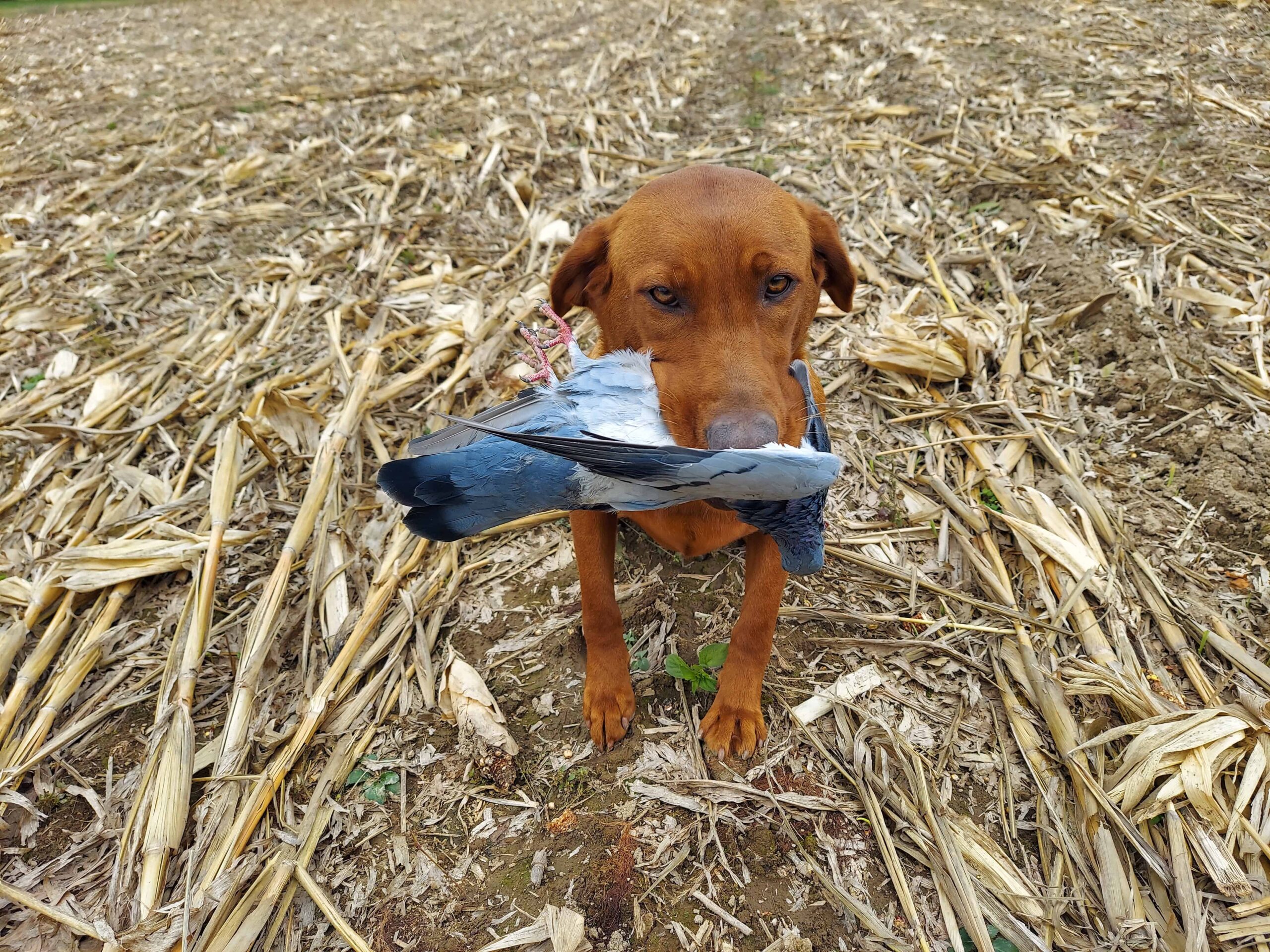 fox red lab puppies for sale in va