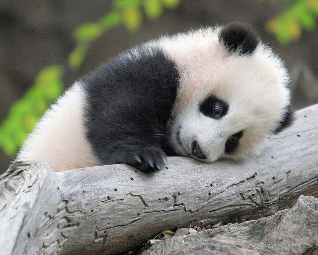 cute panda bears