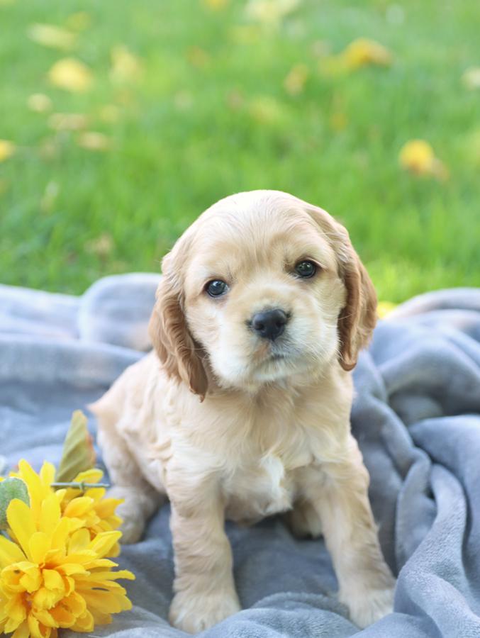 spaniel puppies for sale near me