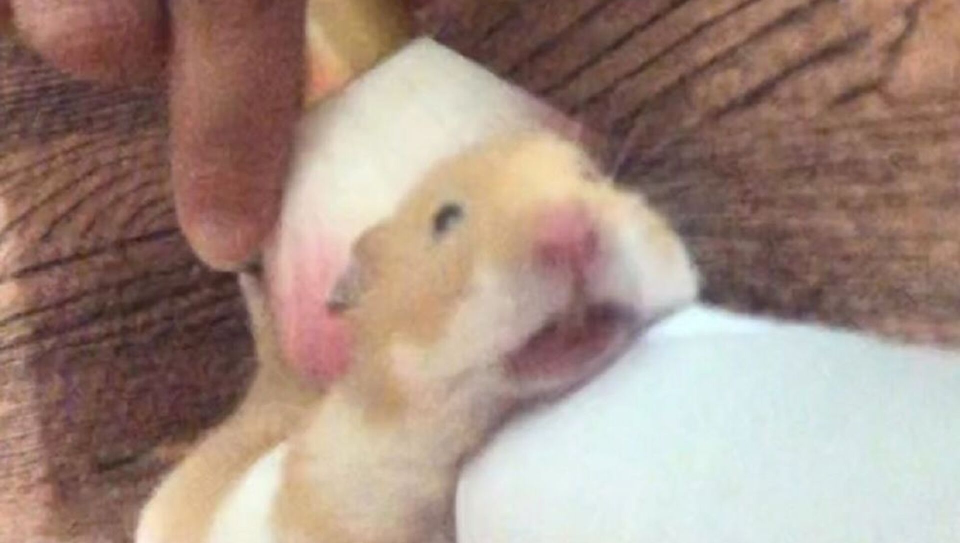 massage hamster