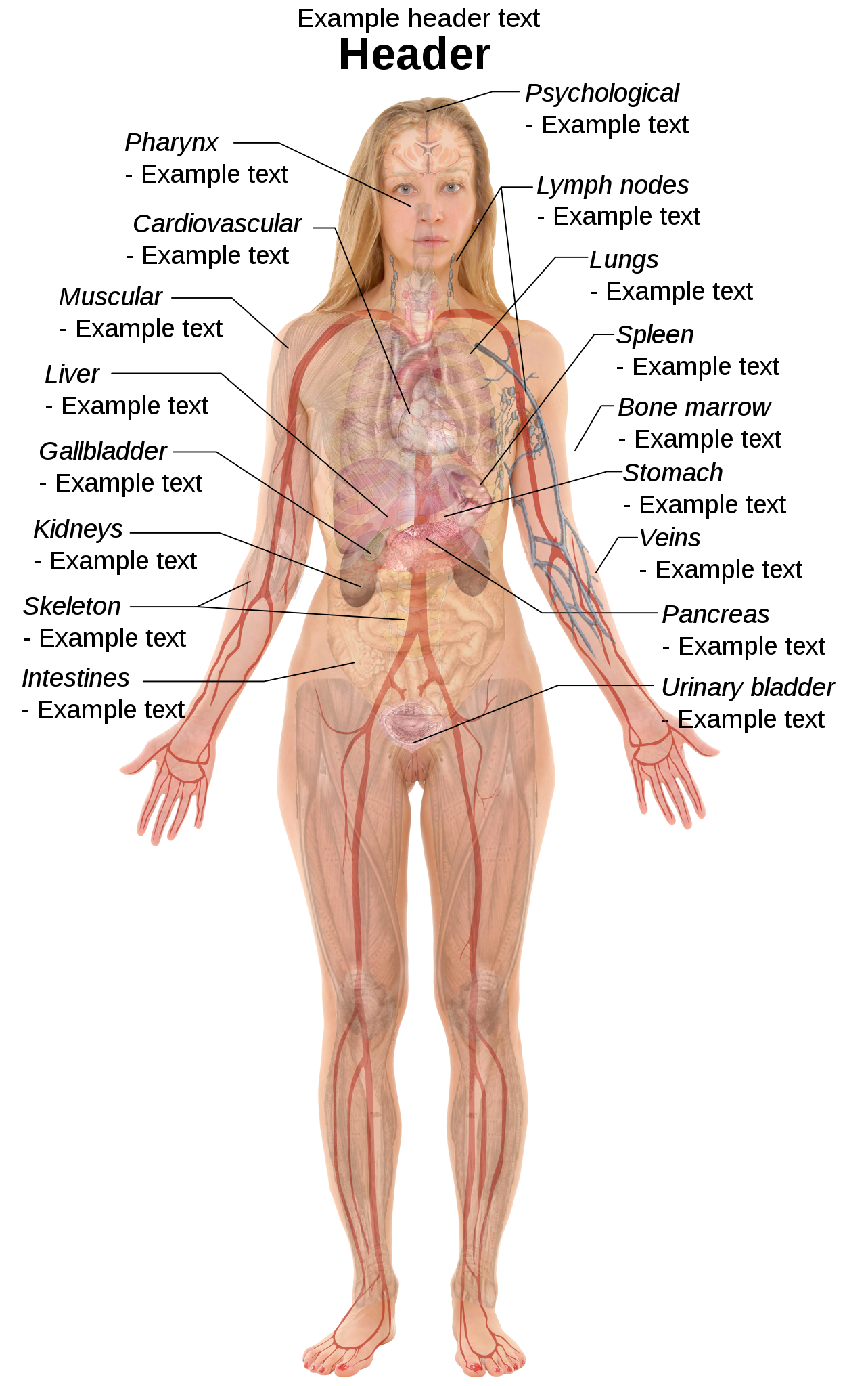 female anatomy photos