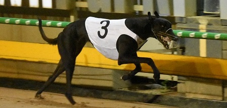 beast unleashed greyhound