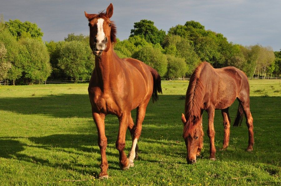 fotos de caballos bonitos para descargar