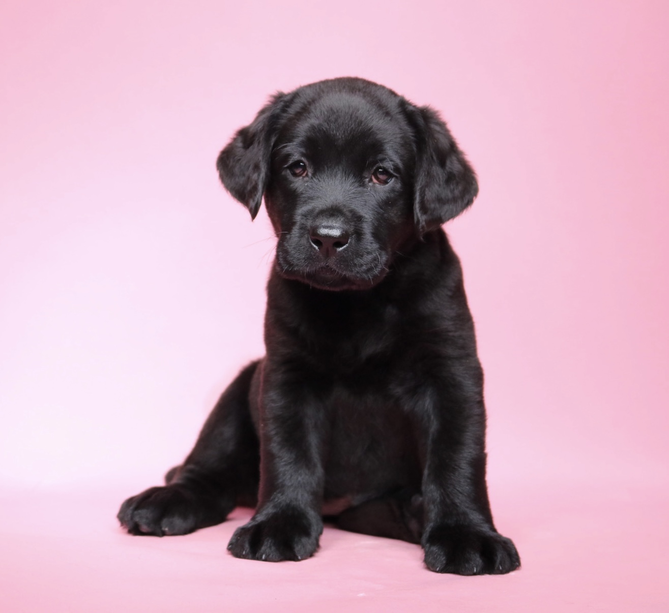 labrador puppies for sale in illinois