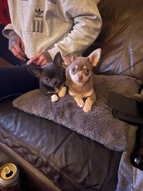 chihuahua dogs for sale in nottingham