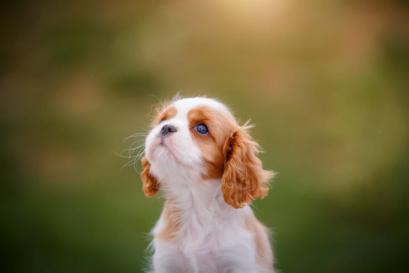 miniature king charles spaniel puppies