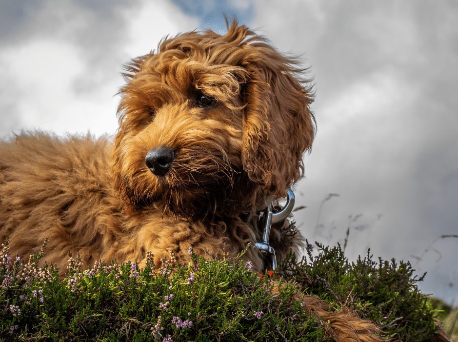 cockapoo and cockapoo mix