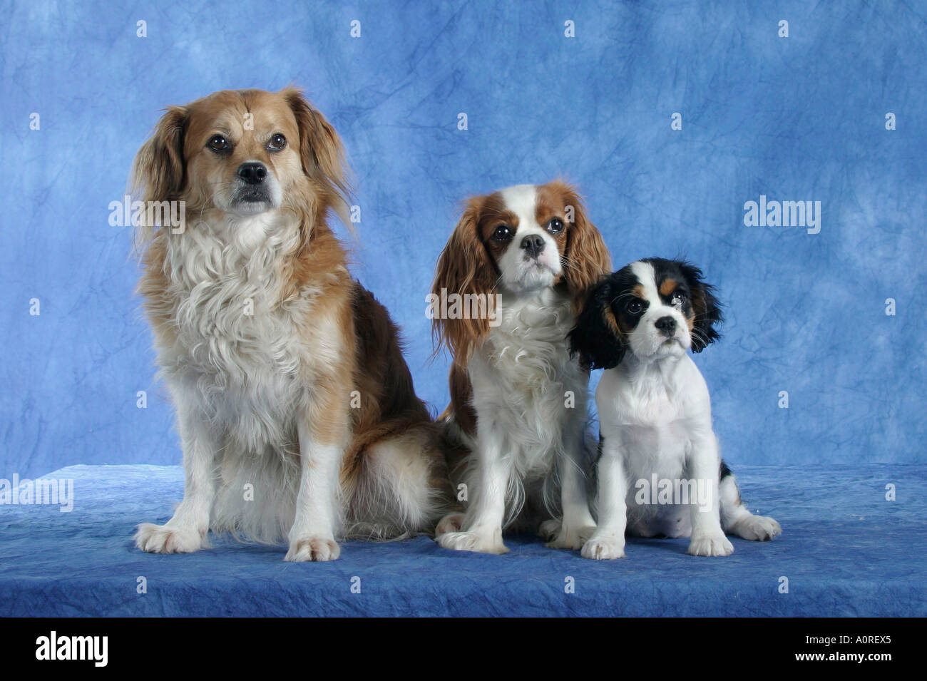 cavalier spaniel mix breeds