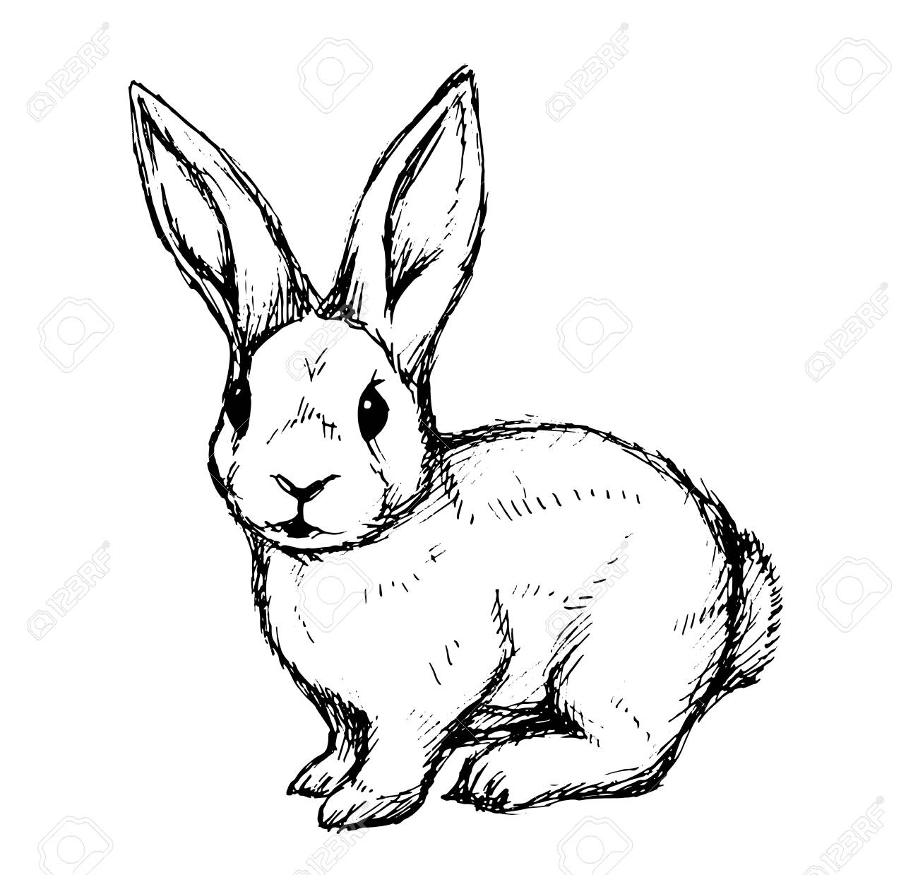 conejo blanco para dibujar
